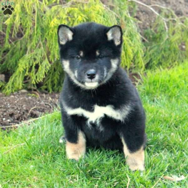 Gemma, Shiba Inu Puppy