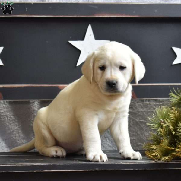 Gemma, Yellow Labrador Retriever Puppy