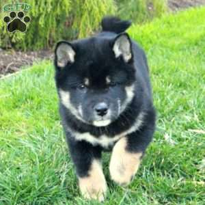 Gemma, Shiba Inu Puppy