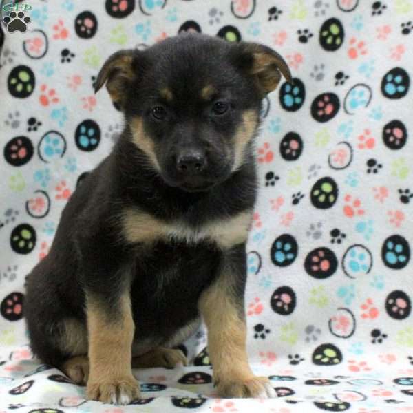 Geneva, German Shepherd Mix Puppy