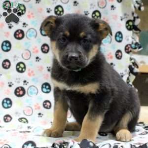Geneva, German Shepherd Mix Puppy