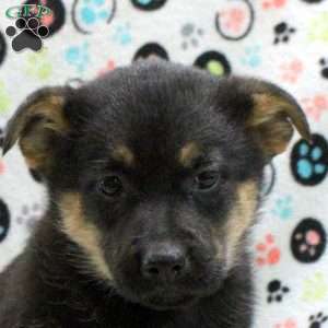 Geneva, German Shepherd Mix Puppy