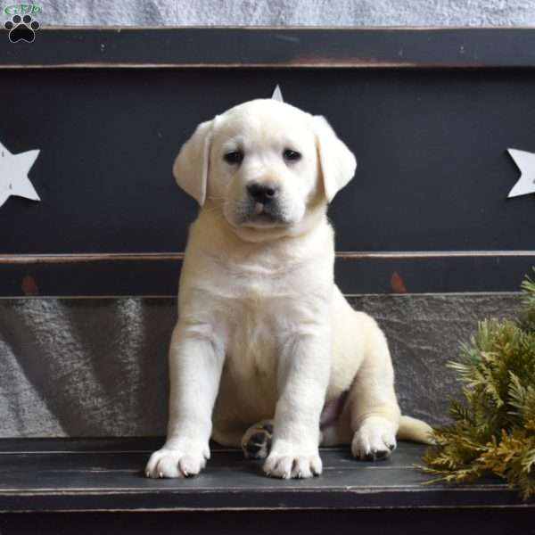 Geo, Yellow Labrador Retriever Puppy