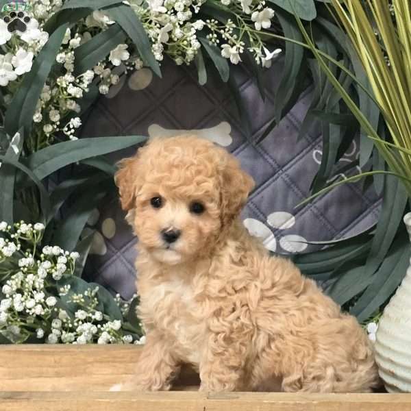 Georgia, Bich-Poo Puppy