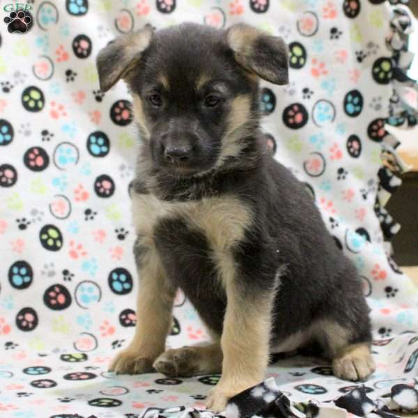 Georgia, German Shepherd Mix Puppy