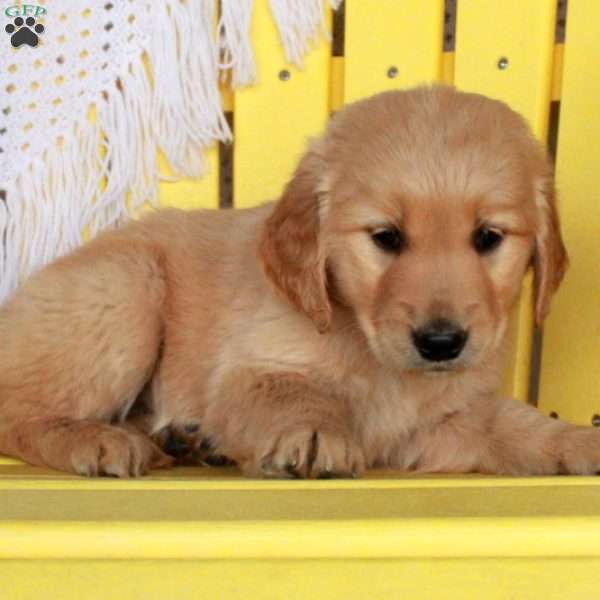 Georgia, Golden Retriever Puppy