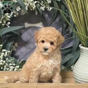 Georgia, Bich-Poo Puppy