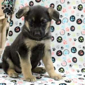 Georgia, German Shepherd Mix Puppy