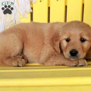 Georgia, Golden Retriever Puppy