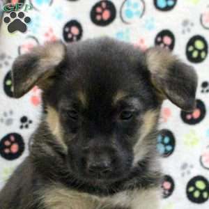 Georgia, German Shepherd Mix Puppy