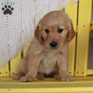 Georgia, Golden Retriever Puppy