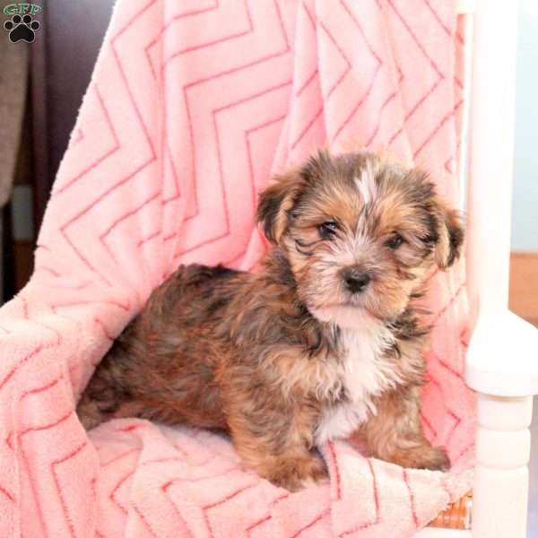 Georgie, Shorkie Puppy