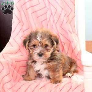 Georgie, Shorkie Puppy