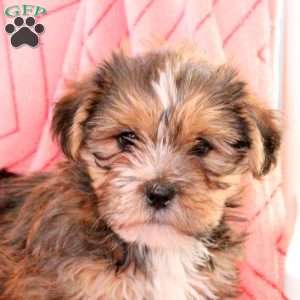 Georgie, Shorkie Puppy