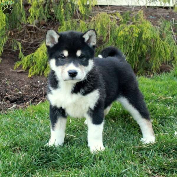 Gibson, Shiba Inu Puppy