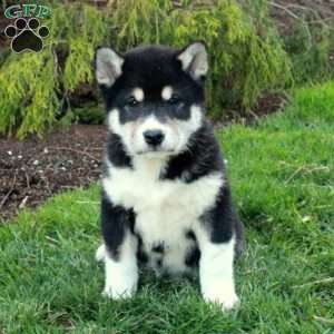 Gibson, Shiba Inu Puppy