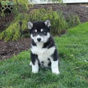 Gibson, Shiba Inu Puppy