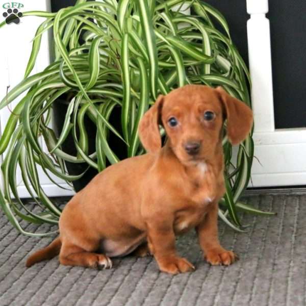 Gigi, Dachshund Puppy