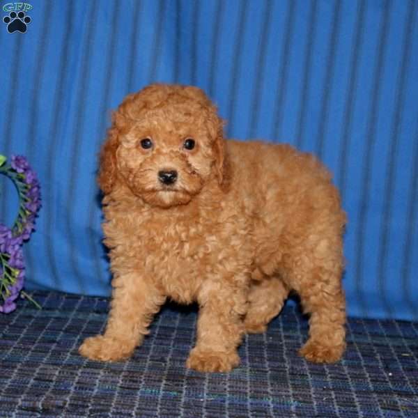 Gigi, Miniature Poodle Puppy