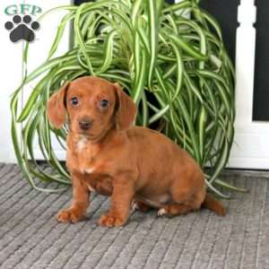 Gigi, Dachshund Puppy