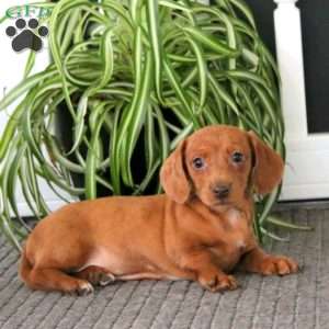 Gigi, Dachshund Puppy