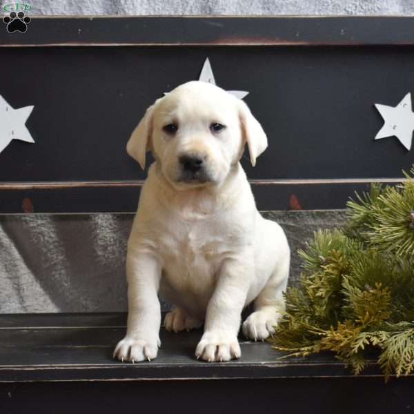 Gilligan, Yellow Labrador Retriever Puppy