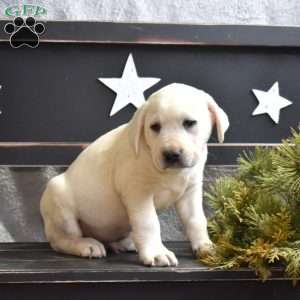 Gilligan, Yellow Labrador Retriever Puppy