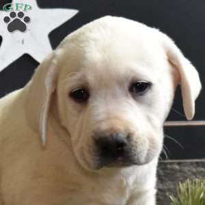 Gilligan, Yellow Labrador Retriever Puppy