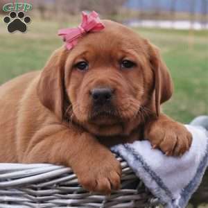 Fox Red Labrador Retriever Puppies for Sale - Greenfield Puppies