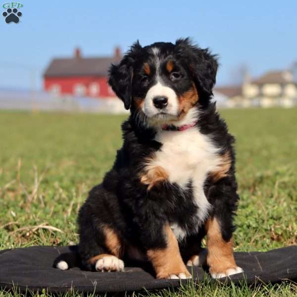 Ginger Ale, Bernese Mountain Dog Puppy
