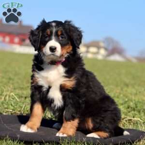 Ginger Ale, Bernese Mountain Dog Puppy
