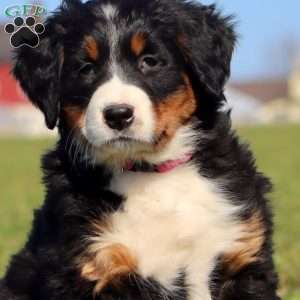 Ginger Ale, Bernese Mountain Dog Puppy
