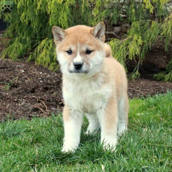 Ginger, Shiba Inu Puppy