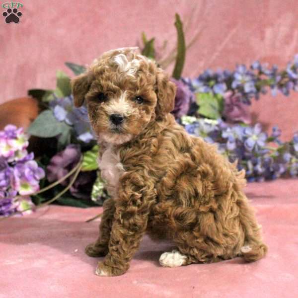 Ginger, Toy Poodle Puppy