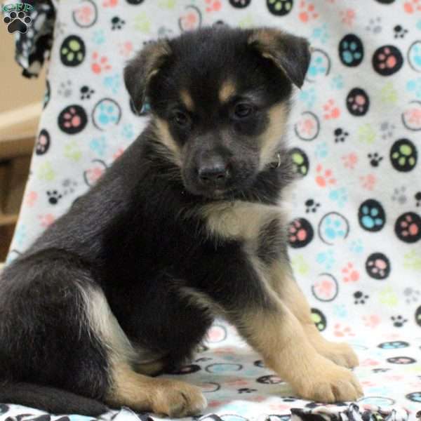 Ginger, German Shepherd Mix Puppy