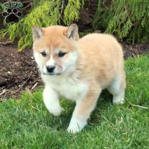 Ginger, Shiba Inu Puppy