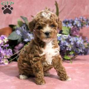 Ginger, Toy Poodle Puppy