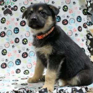 Ginger, German Shepherd Mix Puppy