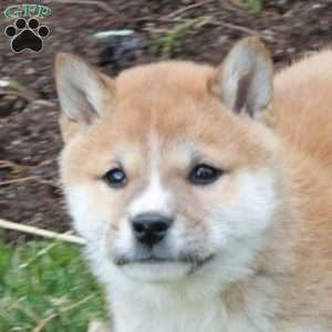 Ginger, Shiba Inu Puppy