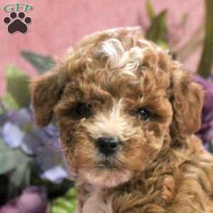 Ginger, Toy Poodle Puppy