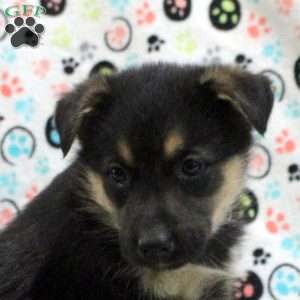 Ginger, German Shepherd Mix Puppy