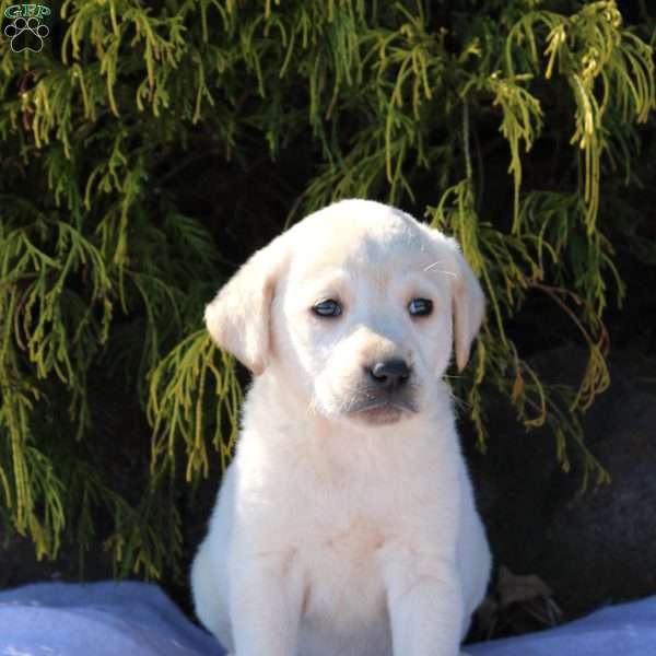 Ginger, Yellow Labrador Retriever Puppy