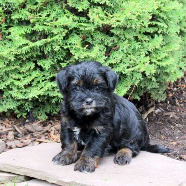 Ginny, Havanese Puppy