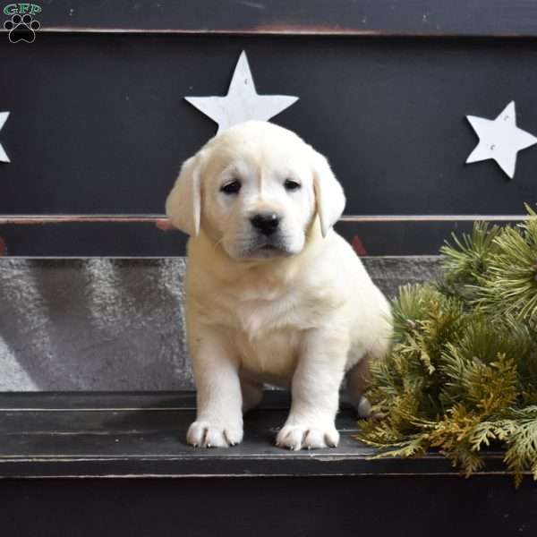 Gino, Yellow Labrador Retriever Puppy