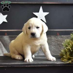 Gino, Yellow Labrador Retriever Puppy