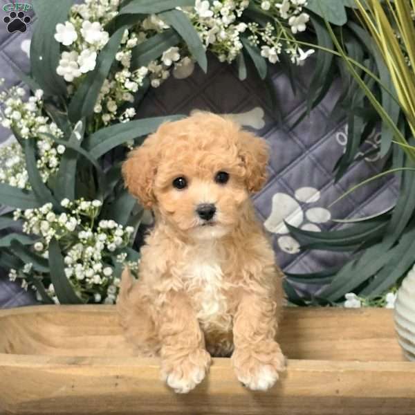 Gizmo, Bich-Poo Puppy