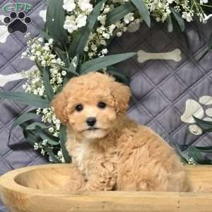 Gizmo, Bich-Poo Puppy