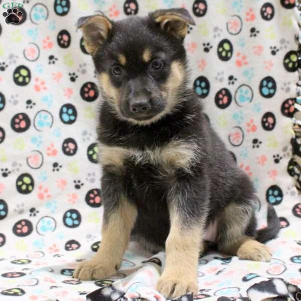 Gloria, German Shepherd Mix Puppy