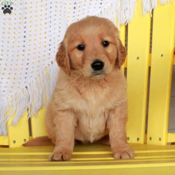 Gloria, Golden Retriever Puppy