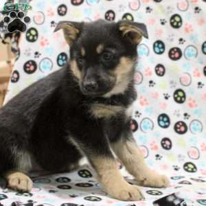 Gloria, German Shepherd Mix Puppy